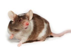 Дератизация мышей и крыс